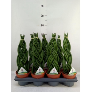 Sansevieria cyl.  ...