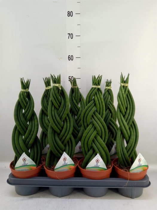 <h4>Sansevieria cyl.  ...</h4>
