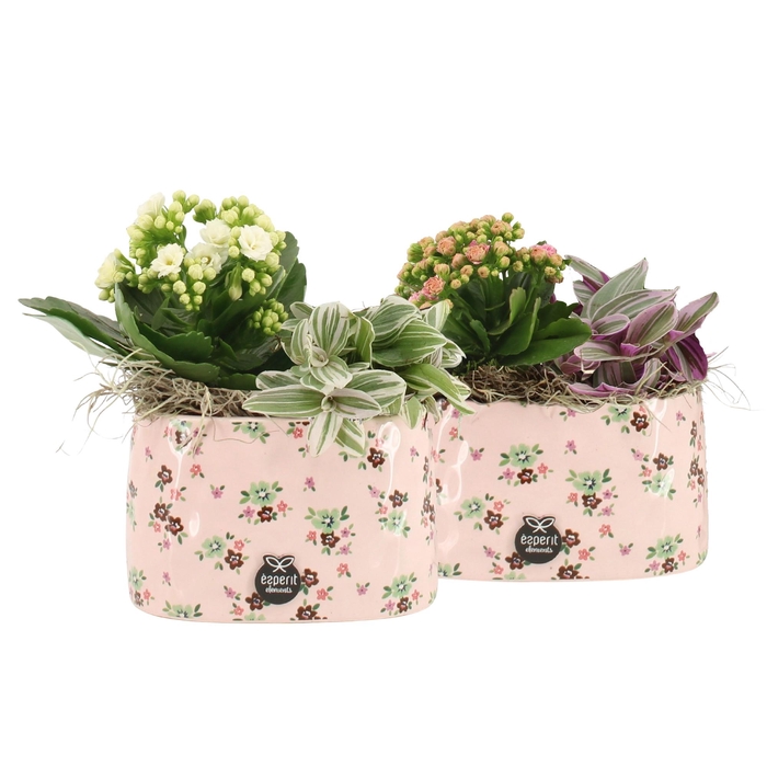 <h4>21640: Lovess arrangement</h4>