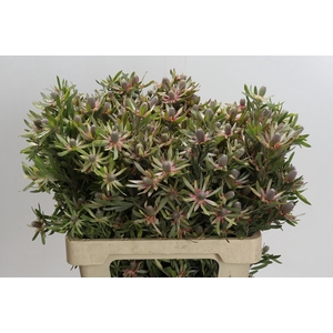 Leucadendron Ayoba Star Pearl
