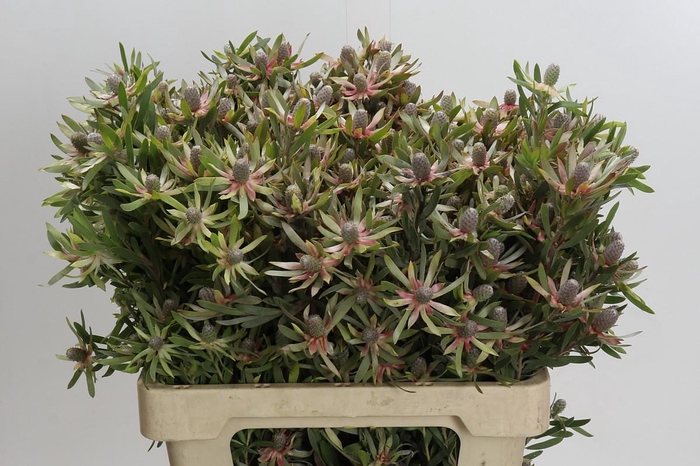 <h4>Leucadendron Ayoba Star Pearl</h4>