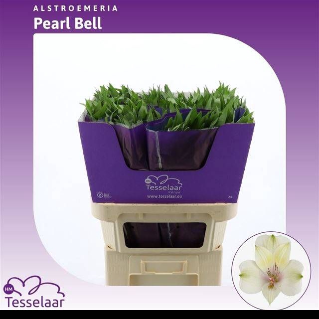 <h4>ALSTR PEARL BELL</h4>