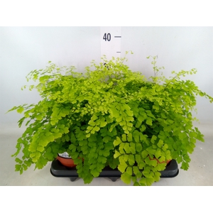 Adiantum raddi. 'Fragrans'