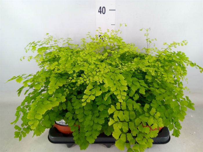 <h4>Adiantum raddi. 'Fragrans'</h4>