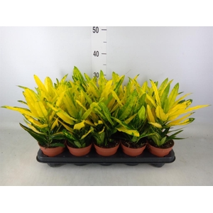 Codiaeum var. KL 'Sunny Star'