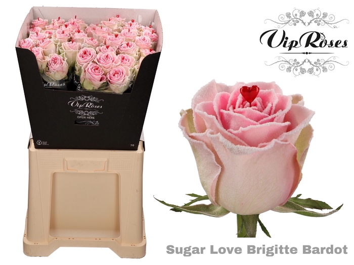 <h4>R GR SUGAR LOVE BRIGITTE BARDOT</h4>