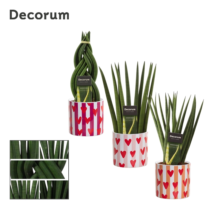 <h4>Sansevieria Cylindrica 12 cm mix in Noura (Bubblicious-collectio</h4>