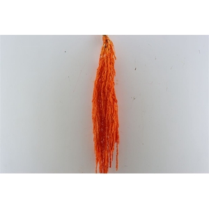 Pres Amaranthus Caud Orange Bunch