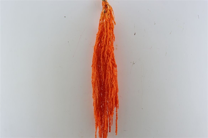 <h4>Pres Amaranthus Caud Orange Bunch</h4>
