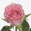 Rosa large seductive