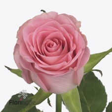 Rosa large seductive