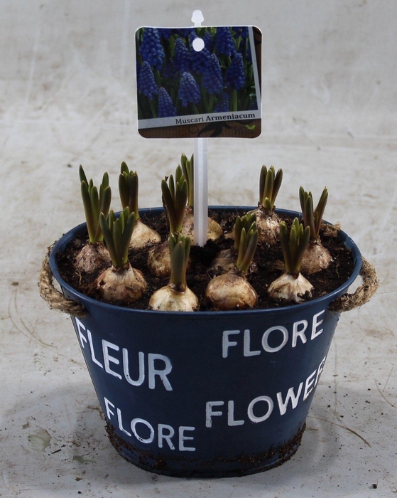 <h4>ARR MUSCARI</h4>