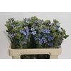 Oxypetalum Tweedia Blue