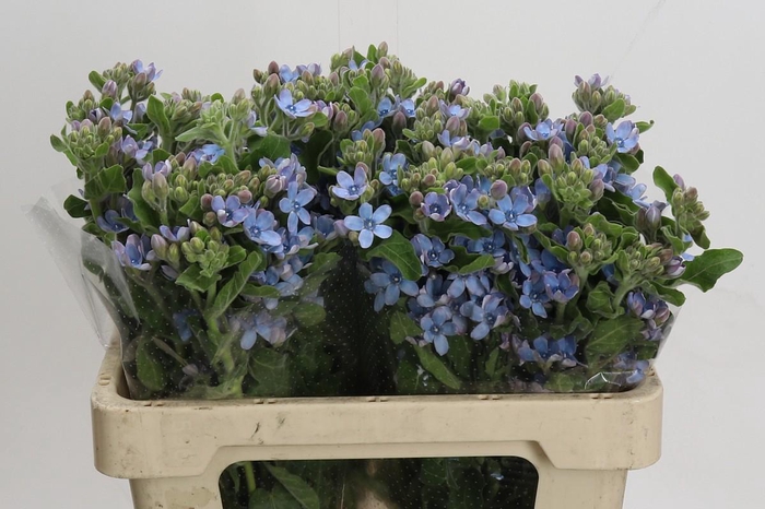 Oxypetalum Tweedia Blue
