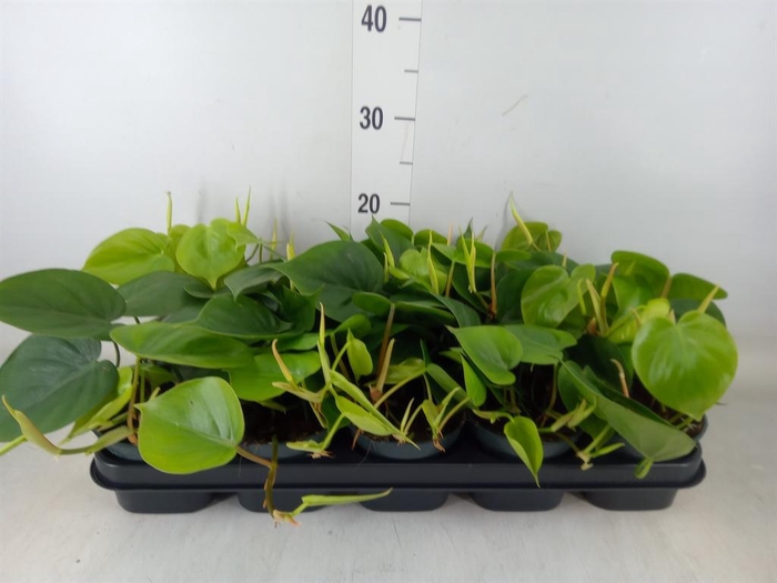 <h4>Philodendron scand.</h4>