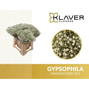 Gyps Fine Discovery 05 gram Klaver