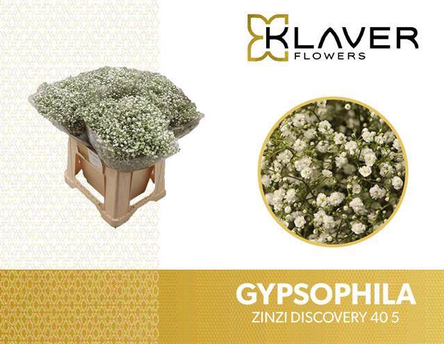 <h4>Gyps Fine Discovery 05 gram Klaver</h4>