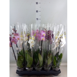 Phalaenopsis   ...mix