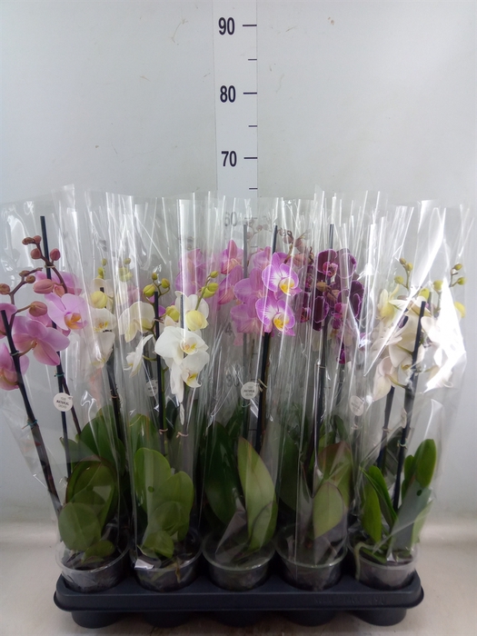 <h4>Phalaenopsis   ...mix</h4>