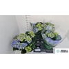 Hydrangea Early Blue 7-8