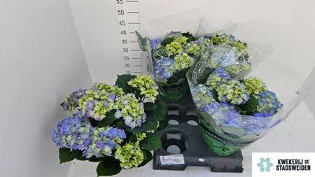 Hydrangea Early Blue 7-8