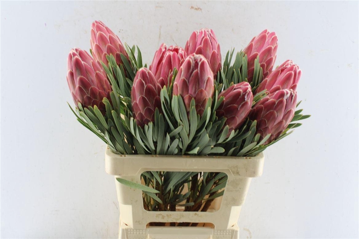 <h4>Protea Venus</h4>