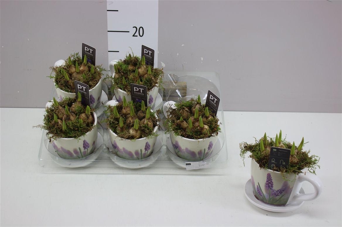 <h4>Arr Muscari In Kop En Schotel</h4>