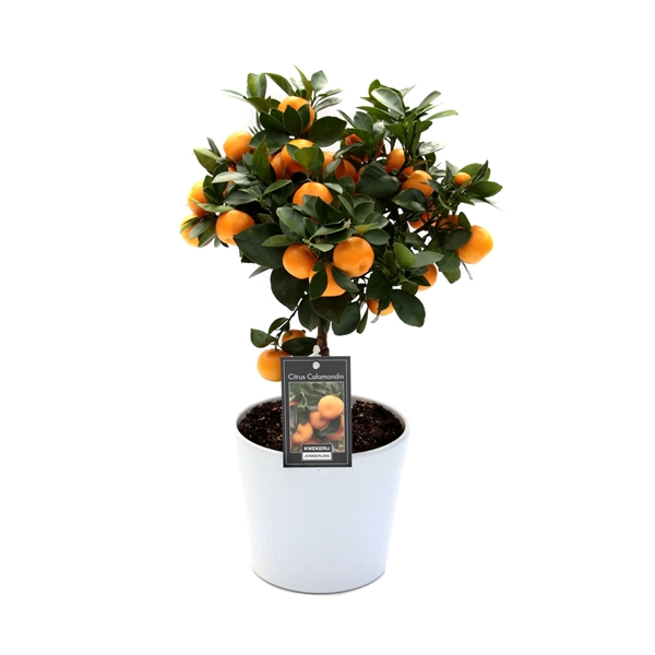 <h4>Citrus Calamondin in Keramiek Roma</h4>