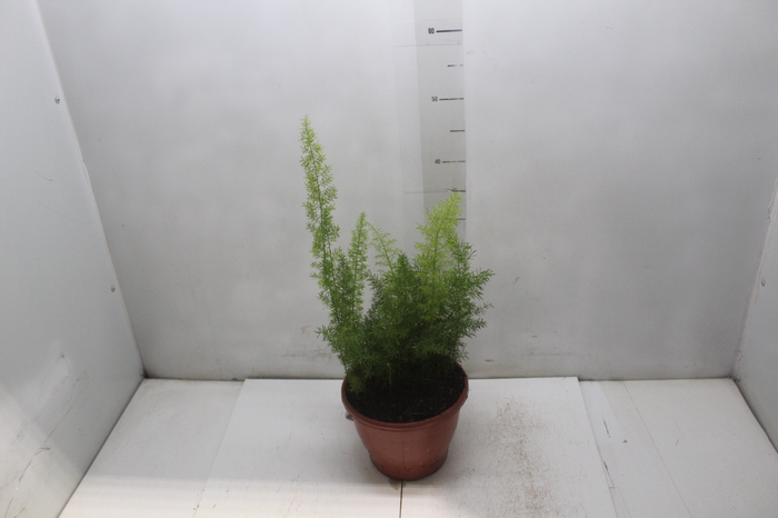 <h4>ASPARGO REAL P19</h4>