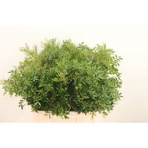 Pistache Spa 60 Cm Per Bos