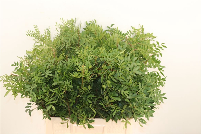 <h4>Pistache Spa 60 Cm Per Bos</h4>