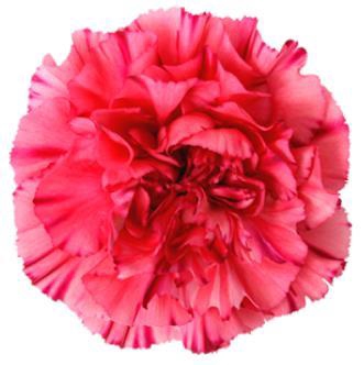 <h4>Di St Bernard</h4>