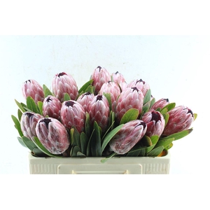Protea Pink Ice