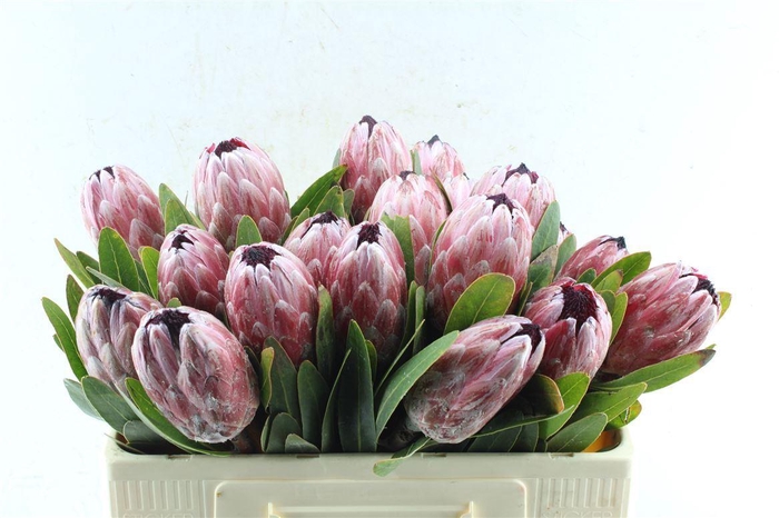 <h4>Protea Pink Ice</h4>