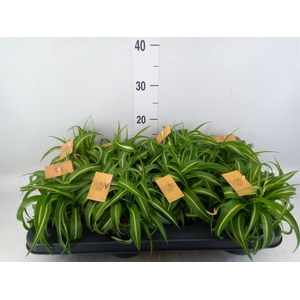 Chlorophytum com. 'Bonnie'