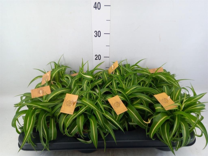 <h4>Chlorophytum com. 'Bonnie'</h4>