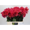 Dahlia Pink Punk