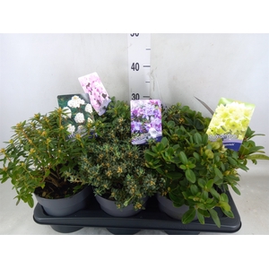 Rhododendron   ...dwarf shapes