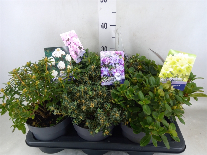 <h4>Rhododendron   ...dwarf shapes</h4>