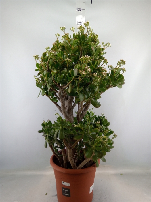 <h4>Crassula ovata</h4>