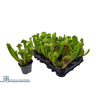 SARRACENIA OV