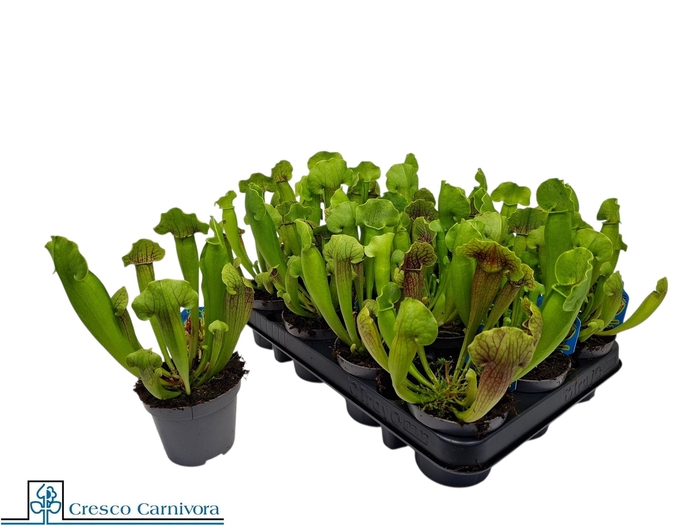 <h4>SARRACENIA OV</h4>