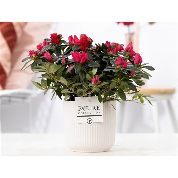 <h4>1st class Azalea red in P&PURE Sophie ceramics white</h4>