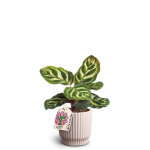 CALATHEA MAKOYANA