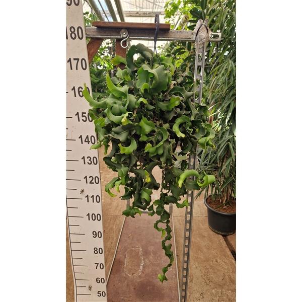 <h4>Epiphyllum guatemalense subsp. monstrose hangplant</h4>