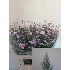 ASTER CLAUDIA AST CLAUDIA