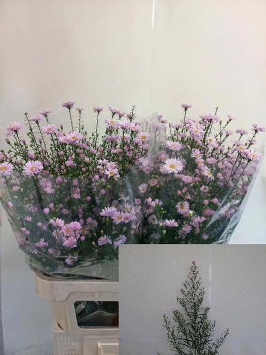 <h4>ASTER CLAUDIA AST CLAUDIA</h4>