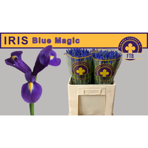 IRIS BLUE MAGIC