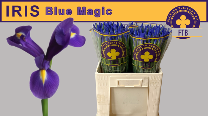 <h4>IRIS BLUE MAGIC</h4>