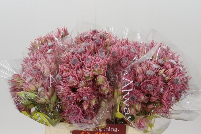 <h4>Blushing Bride Ayoba Pretty & Pink 10+</h4>